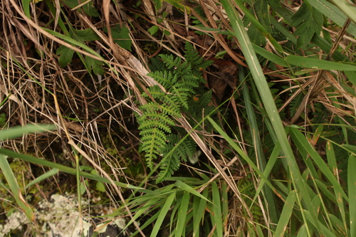 Aleuritopteris formosana observed 2026-09-06