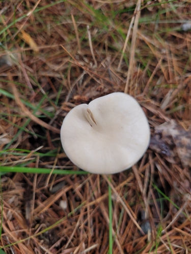 Sweetbread Mushroom