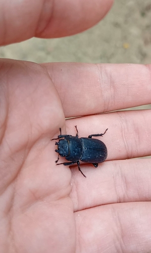 Lesser Stag Beetle