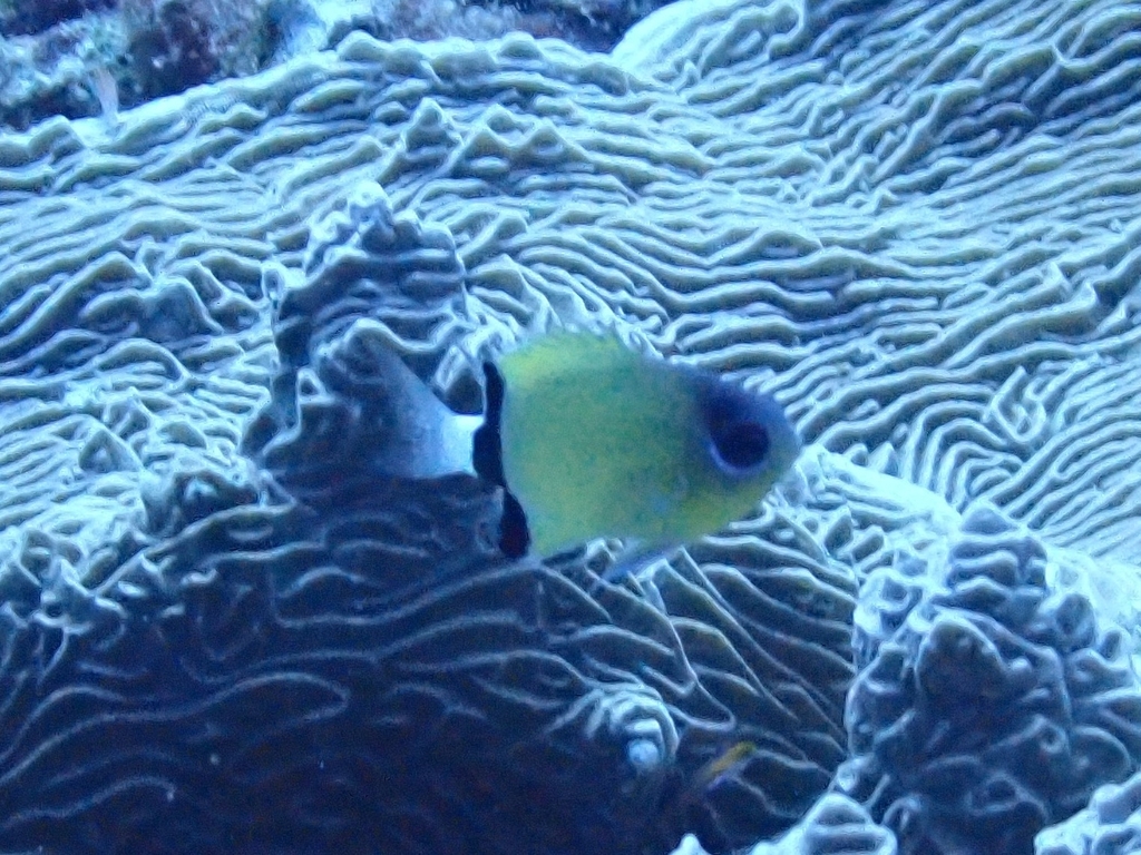 Black-bar Chromis