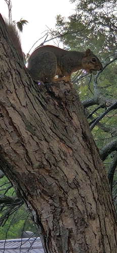 Eastern Fox Squirrel