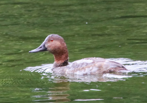 iNaturalist image