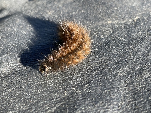 Ruby Tiger Moth