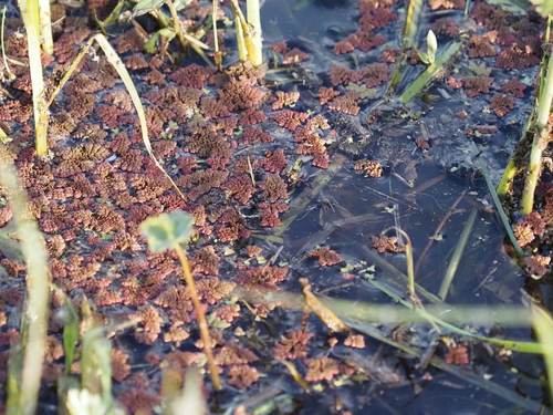 Azolla pinnata, photograph 6