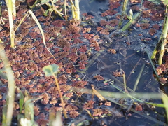 Azolla pinnata, photograph (c) Josh, some rights reserved (CC BY)