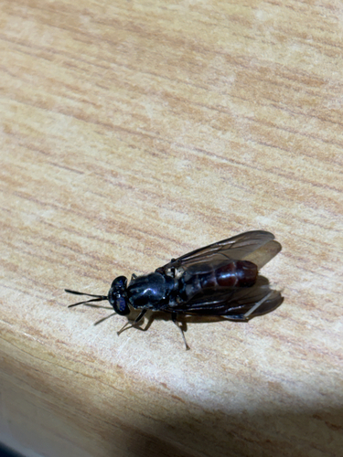 Black Soldier Fly