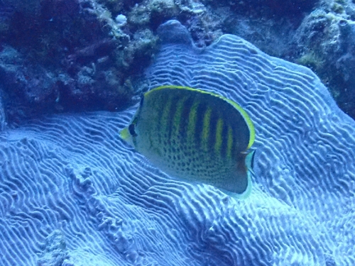 Chaetodon punctatofasciatus observed 2026-09-07