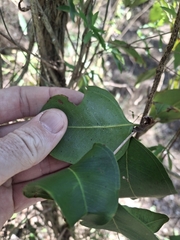 Rhodamnia dumicola