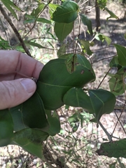 Rhodamnia dumicola, photograph (c) Greg Tasney, some rights reserved (CC BY-SA)