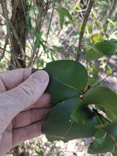 Rhodamnia dumicola, photograph 4