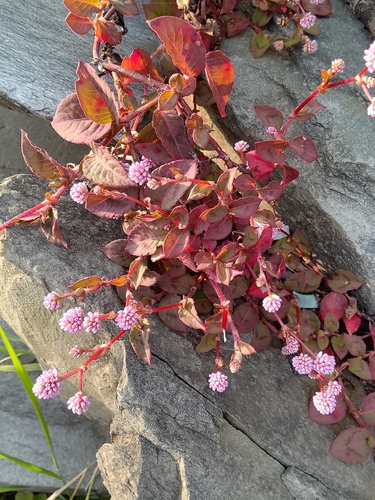 pink knotweed
