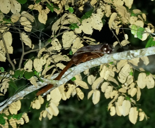 Thomas's Flying Squirrel