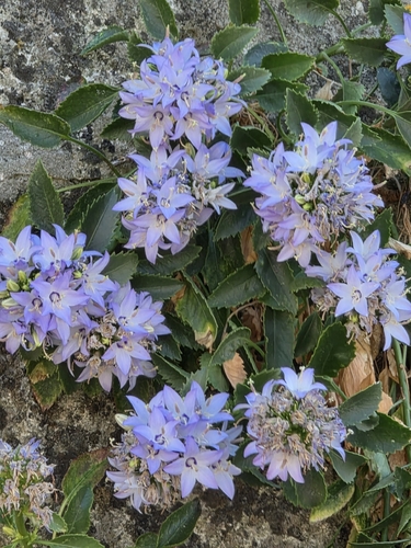 Campanula versicolor
