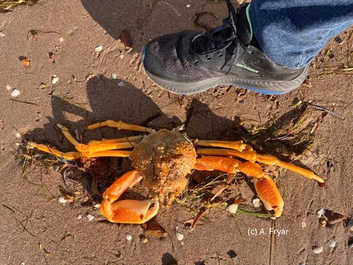 Great spider crab