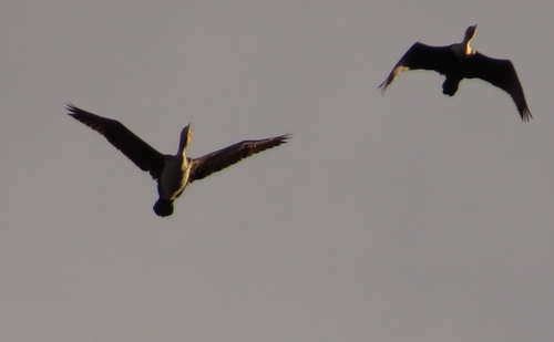 iNaturalist image