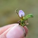 Astragalus uniflorus - Photo 由 Lucely L. Vilca Bustamante 所上傳的 (c) Lucely L. Vilca Bustamante，保留部份權利CC BY-NC