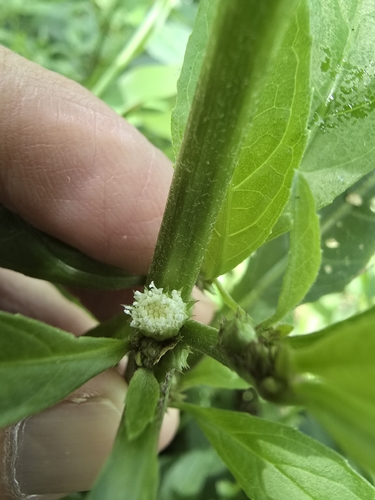 Struchium sparganophorum observed 2026-09-06