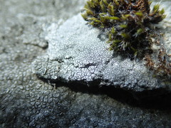 Circinaria caesiocinerea