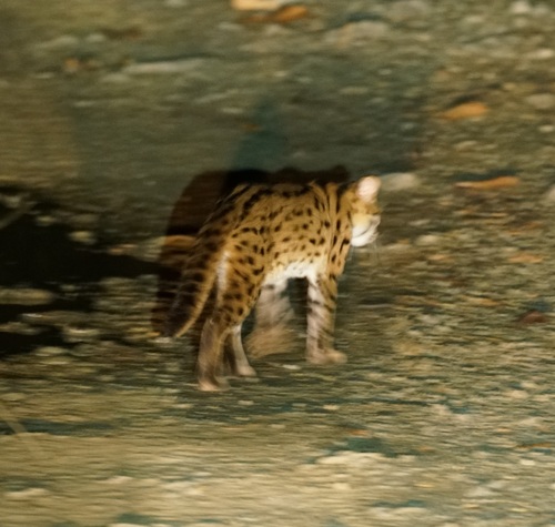 Sunda Leopard Cat