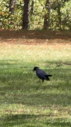 American Crow