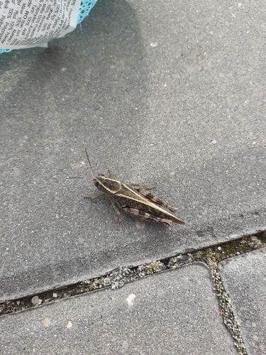 Italian locust