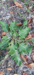 Silphium compositum, photograph (c) Athena Philips, some rights reserved (CC BY)