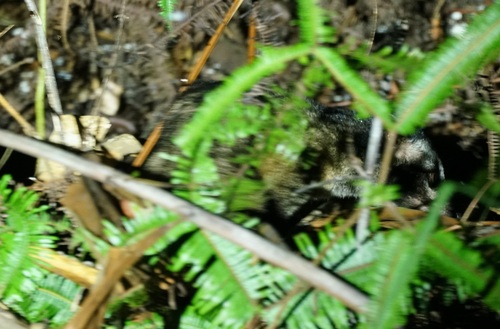 Philippine Palm Civet