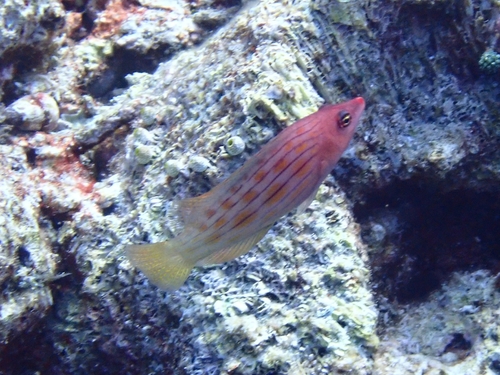 Pseudocheilinus octotaenia observed 2026-09-07