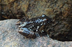 Mantidactylus