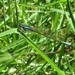 Mesamphiagrion laterale - Photo (c) juan_carlos_caicedo_hdz, some rights reserved (CC BY), uploaded by juan_carlos_caicedo_hdz