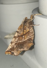 Selenia alciphearia