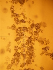 Eupentacta quinquesemita