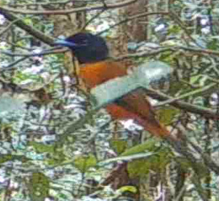 iNaturalist image