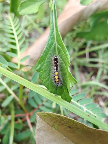Clethrogyna turbata