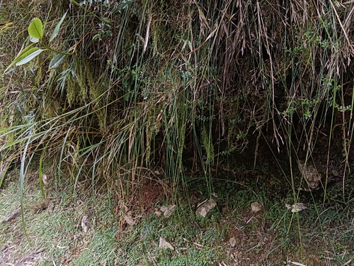 Trichophorum subcapitatum observed 2026-09-06