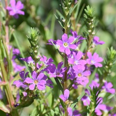 Rushy Loosestrife (Lythrum junceum)