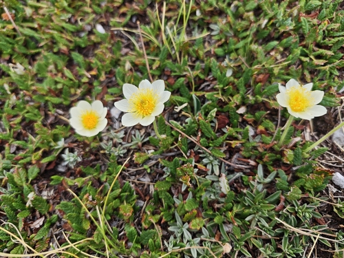 Eight-petal Mountain-Avens