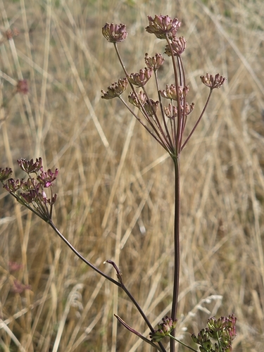 Dichoropetalum carvifolia