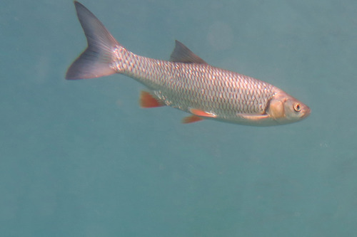 European Chub