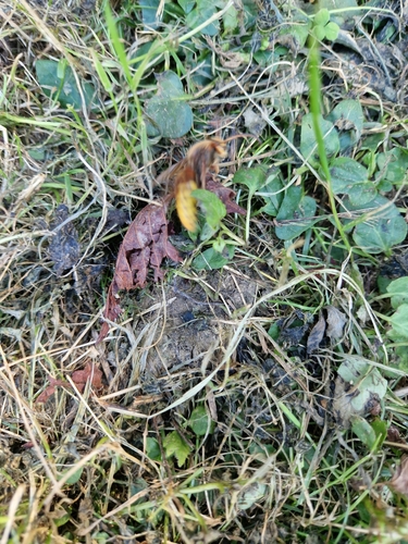 European Hornet