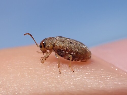 Monoxia obesula