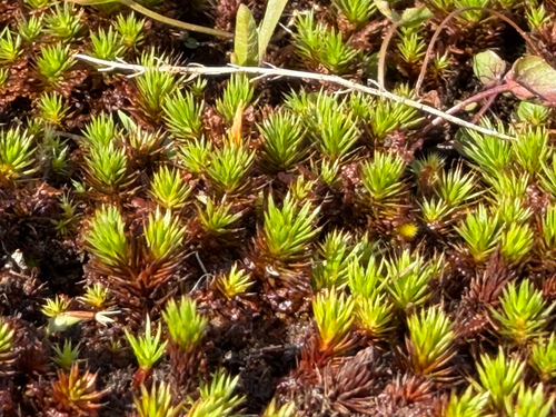 bristly haircap moss