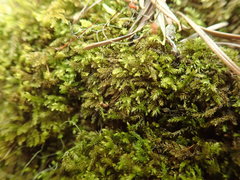 Eurhynchiastrum pulchellum