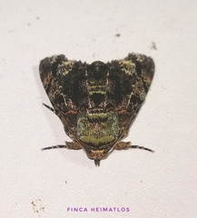 Drobeta