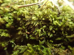 Eurhynchiastrum pulchellum