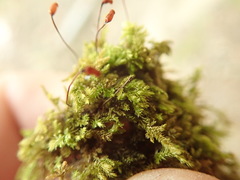 Eurhynchiastrum pulchellum