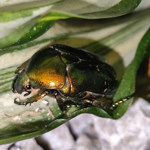Protaetia mandschuriensis mandschuriensis