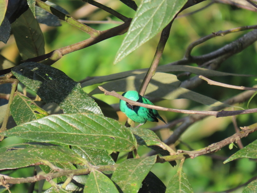 Swallow Tanager