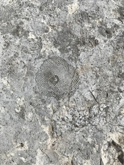 Receptaculites