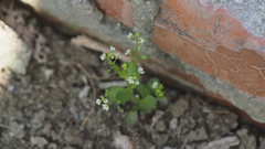 Veronica undulata